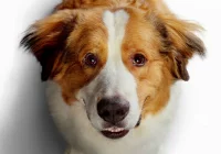 Premiera w Kinie Klaps - "Był sobie pies 2" na ekranie od 4 października! - zdjęcie główne