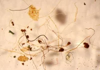 Naukowcy wykryli mikroplastik w powietrzu - zdjęcie główne