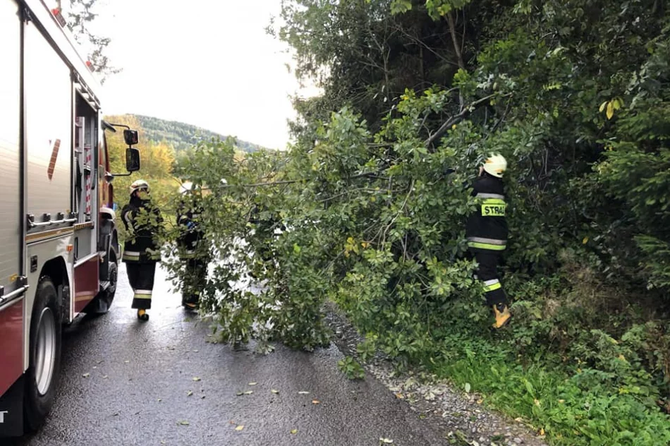 22 interwencje straży po silnym wietrze w regionie - zdjęcie 10
