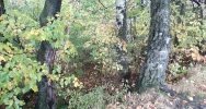 Rycerska warownia w Limanowej? - zdjęcie 4