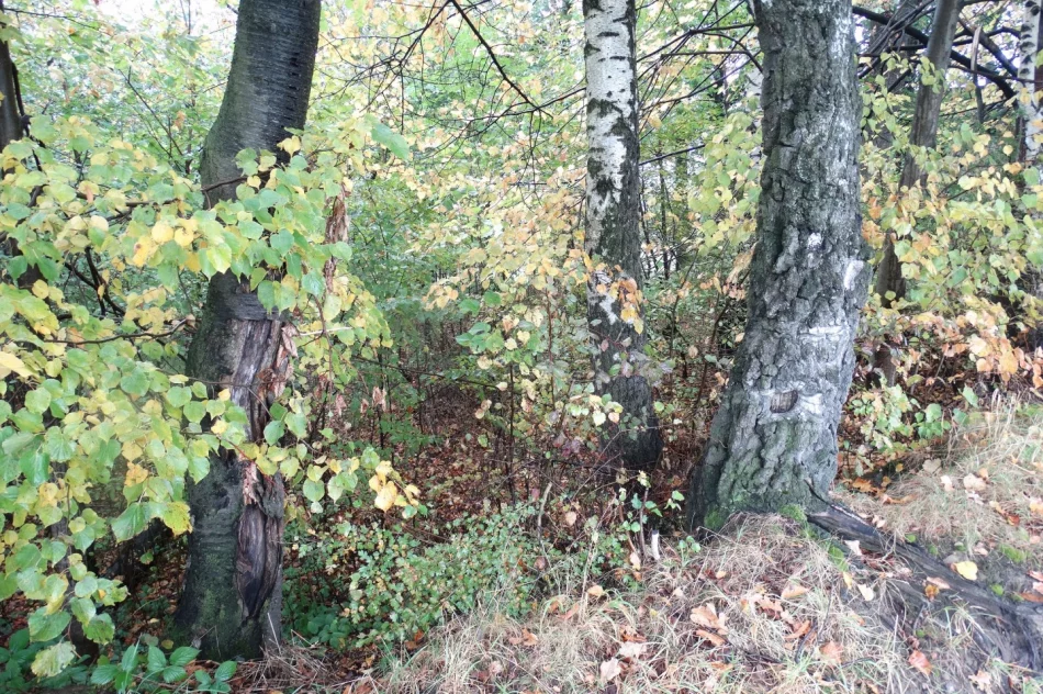 Rycerska warownia w Limanowej? - zdjęcie 4