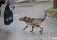 Pies pogryzł kobietę. Problem narasta - zdjęcie główne