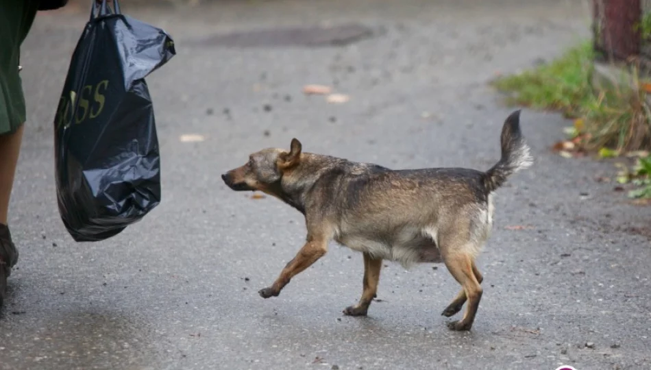 Pies pogryzł kobietę. Problem narasta - zdjęcie 1