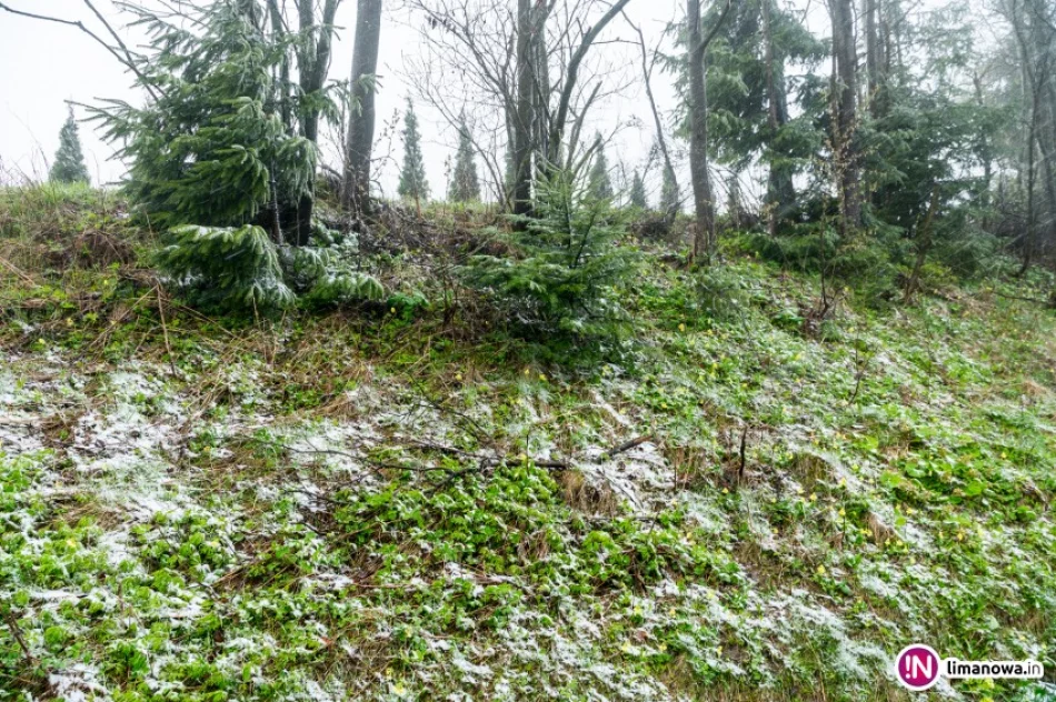 W górach sypie... śnieg - zdjęcie 2