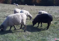 Produkcja oscypków i bryndzy ruszyła pełną parą - zdjęcie główne