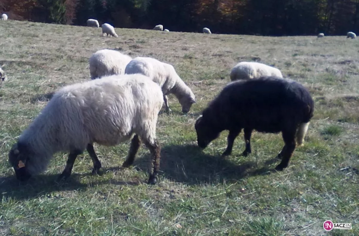 Produkcja oscypków i bryndzy ruszyła pełną parą