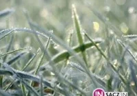 Uwaga! Możliwy przymrozek - zdjęcie główne