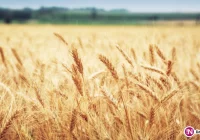 Trwa składanie wniosków o dopłaty do materiału siewnego - zdjęcie główne