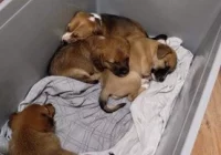 'Komuś brakło serca i wyobraźni'. Gmina szuka nowego domu dla porzuconych szczeniąt - zdjęcie główne