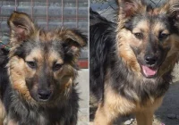 Psy, które czekają na dom - zdjęcie główne