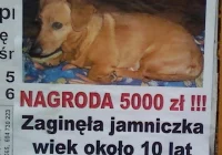 „Mam zrezygnować z poszukiwań? To jakbym członka rodziny opuścił” - jamniczka Sara wciąż poszukiwana! - zdjęcie główne