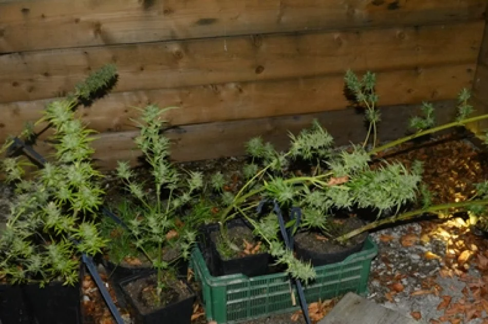 Na balkonie uprawiał... marihuanę - zdjęcie 2