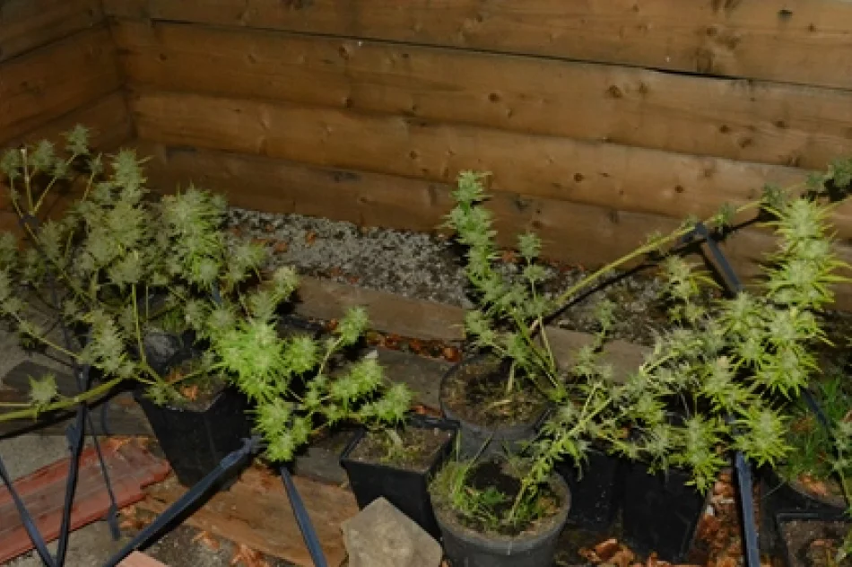 Na balkonie uprawiał... marihuanę - zdjęcie 3