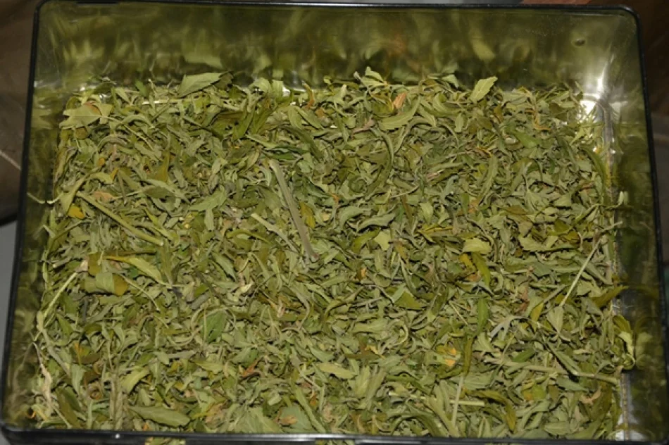 Na balkonie uprawiał... marihuanę - zdjęcie 4