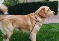 Szukamy właściciela lub opiekuna dla psa - zdjęcie główne