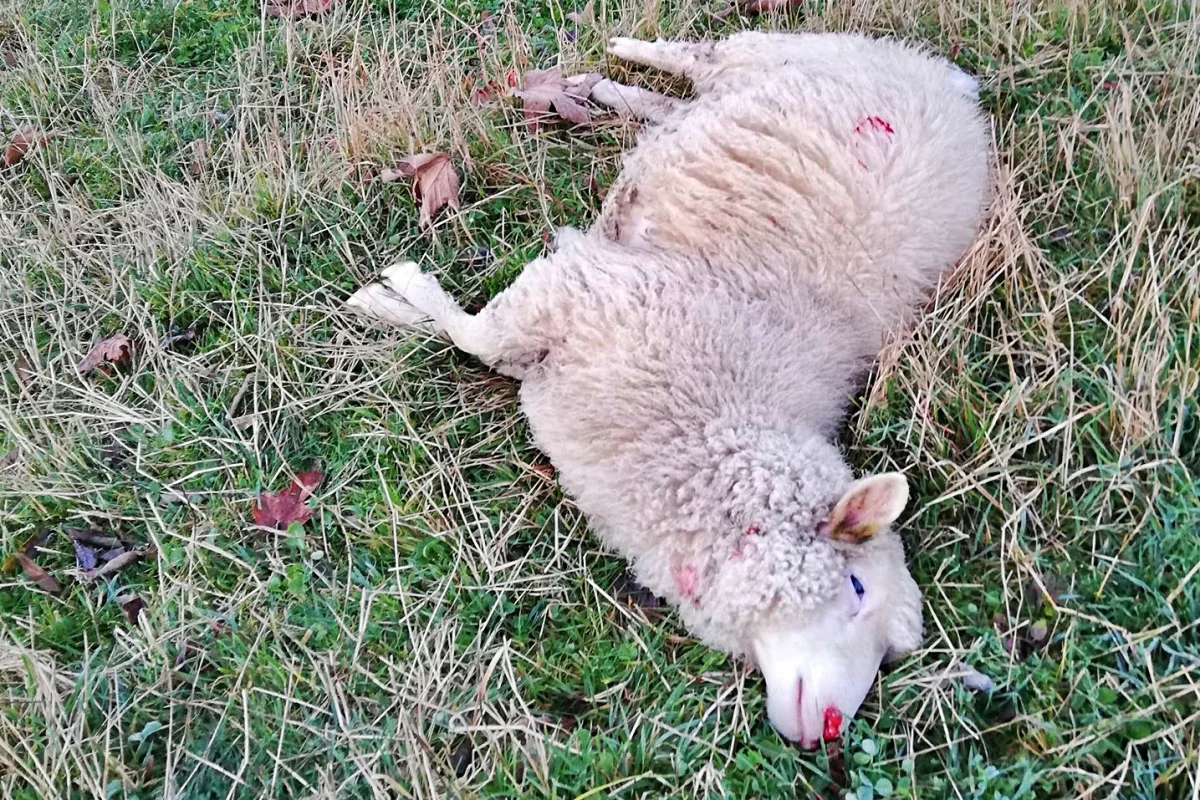 Drapieżniki uszkodziły ogrodzenie i zaatakowały owce