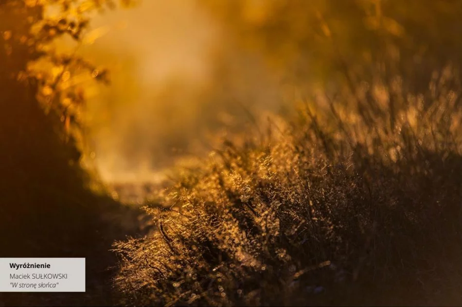 Wyniki IV edycji Konkursu Fotograficznego „W 365 dni dookoła Gminy Limanowa” - zdjęcie 17