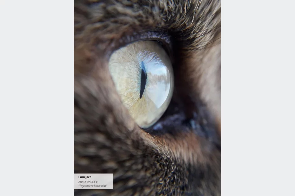 Wyniki IV edycji Konkursu Fotograficznego „W 365 dni dookoła Gminy Limanowa” - zdjęcie 18