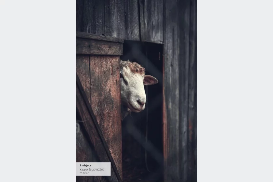 Wyniki IV edycji Konkursu Fotograficznego „W 365 dni dookoła Gminy Limanowa” - zdjęcie 19