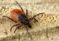 Następuje wzrost zachorowań na boreliozę. A co gryzie ludzi? Najczęściej psy - zdjęcie główne