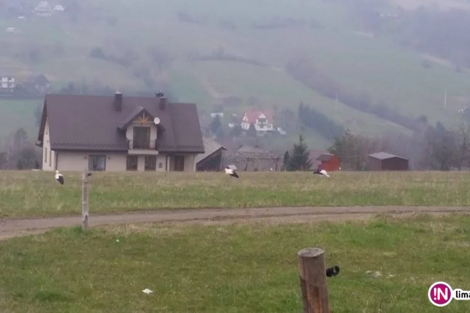 W regionie pojawiły się pierwsze bociany! - zdjęcie 3