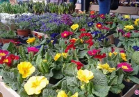 Szał świątecznych zakupów na „Maślanym” - zdjęcie główne