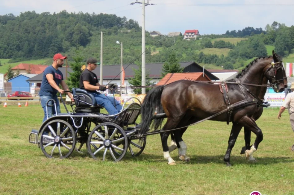 41 zaprzęgów w jubileuszowym konkursie powożenia - zdjęcie 2