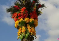 Święta tuż tuż… palma na Rynku już jest (FOTO) - zdjęcie główne