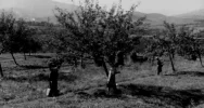 „Wino owocowe wypiera wódkę!” Archiwalny materiał o tymbarskiej spółdzielni z 1949 roku - zdjęcie 3