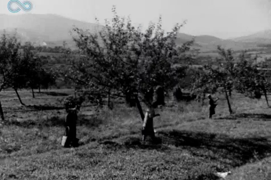 „Wino owocowe wypiera wódkę!” Archiwalny materiał o tymbarskiej spółdzielni z 1949 roku - zdjęcie 3