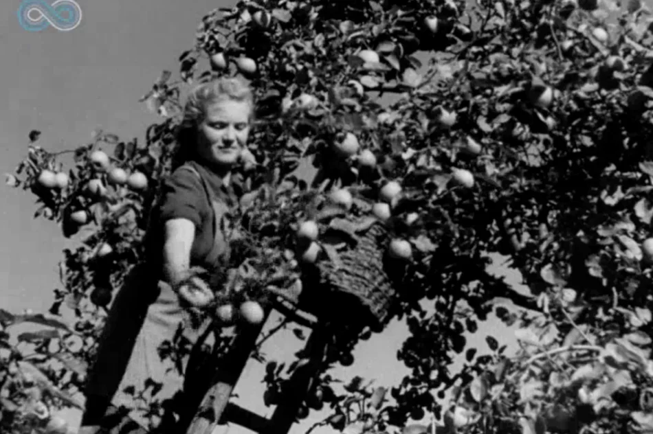 „Wino owocowe wypiera wódkę!” Archiwalny materiał o tymbarskiej spółdzielni z 1949 roku - zdjęcie 4