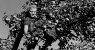„Wino owocowe wypiera wódkę!” Archiwalny materiał o tymbarskiej spółdzielni z 1949 roku - zdjęcie 4