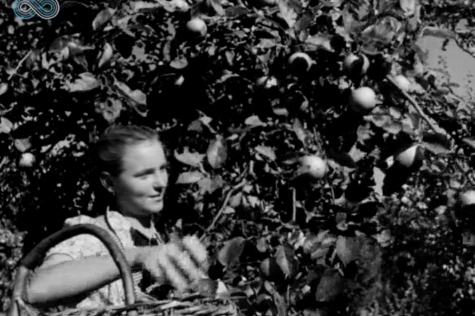 „Wino owocowe wypiera wódkę!” Archiwalny materiał o tymbarskiej spółdzielni z 1949 roku - zdjęcie 5