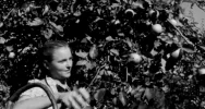 „Wino owocowe wypiera wódkę!” Archiwalny materiał o tymbarskiej spółdzielni z 1949 roku - zdjęcie 5