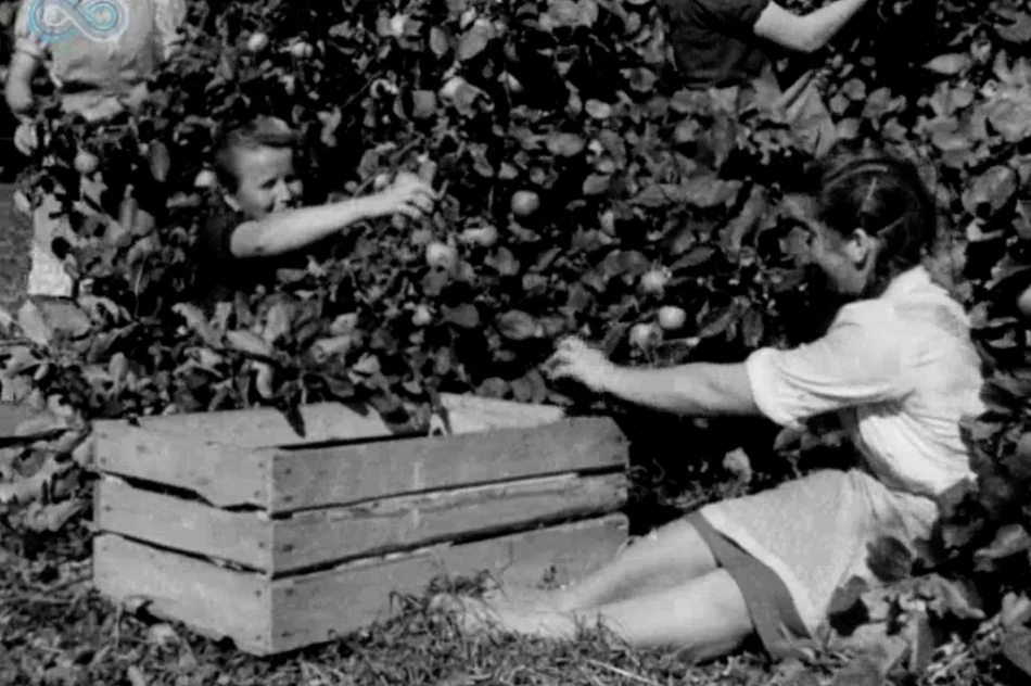 „Wino owocowe wypiera wódkę!” Archiwalny materiał o tymbarskiej spółdzielni z 1949 roku - zdjęcie 6