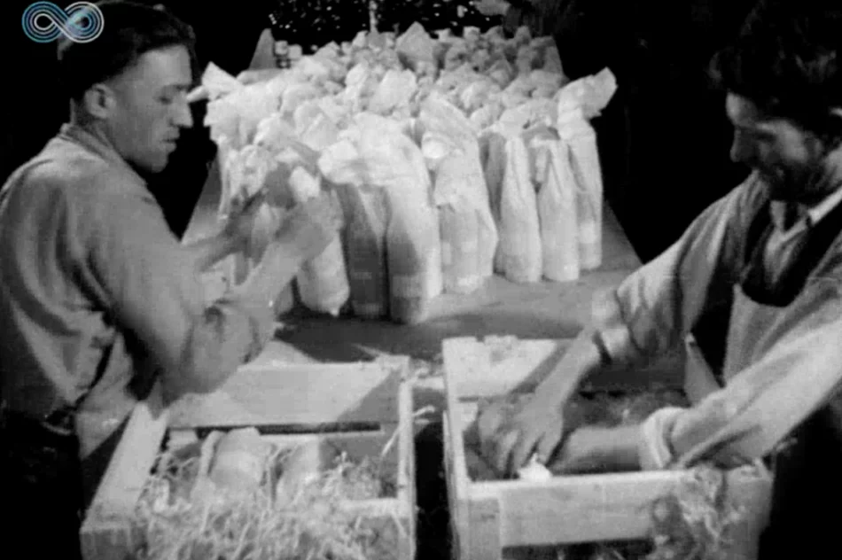 „Wino owocowe wypiera wódkę!” Archiwalny materiał o tymbarskiej spółdzielni z 1949 roku - zdjęcie 17