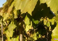 Winnice zaczynają tętnić życiem - zdjęcie główne