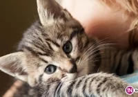 Zwierze nie jest rzeczą - zdjęcie główne