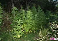 Ministerstwo Zdrowia będzie refundowało leczniczą marihuanę - zdjęcie główne