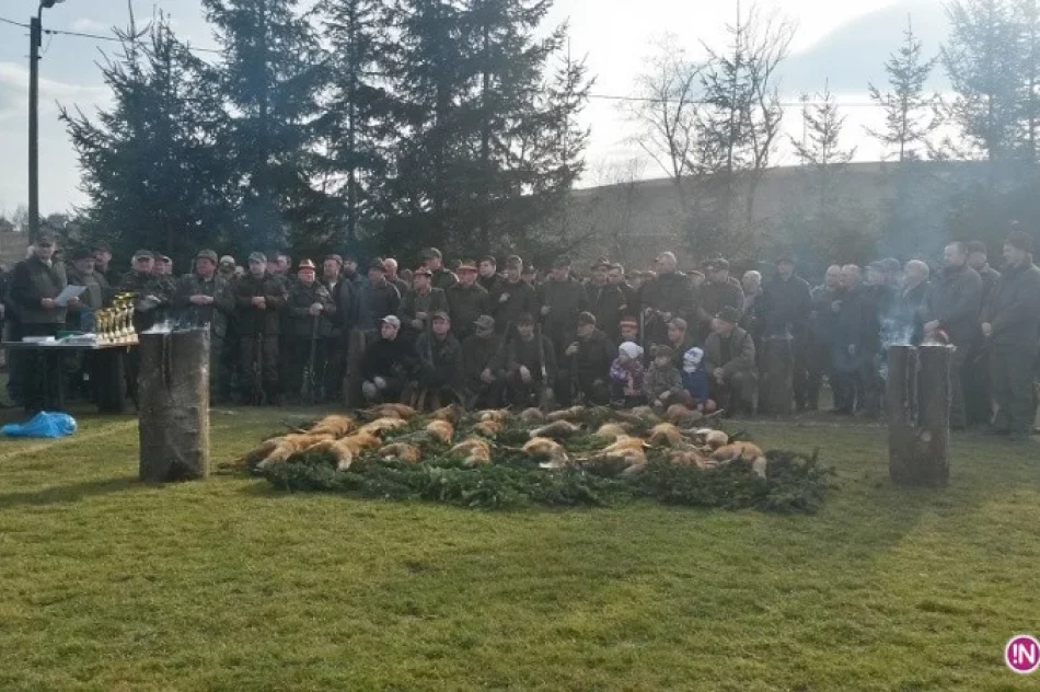 Zabili 24 lisy, bo zagryzały kury i kaczki - zdjęcie 2