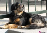 Wnioskują o utworzenie schroniska, władze powiatu: 'to zadanie gmin' - zdjęcie główne