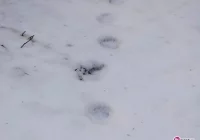 Tropy niedźwiedzia w okolicach Łomnicy - zdjęcie główne