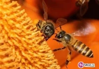 Pszczoły samotnice pomogą pszczołom miodnym - zdjęcie główne