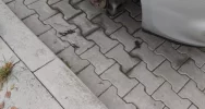 Z zaparkowanego samochodu skradli... przednie koła - zdjęcie 3