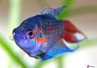 Wielki powrót sądeckich akwarystów - zdjęcie główne