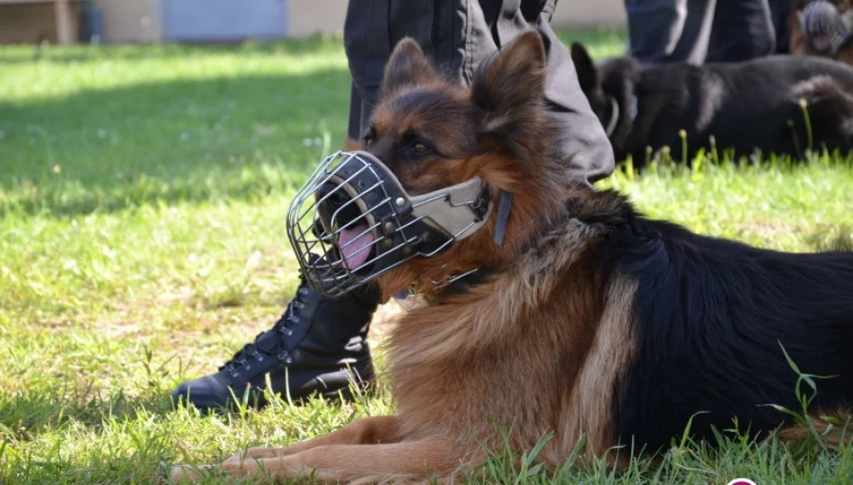 Nagana dla policjanta za ucieczkę psa - zdjęcie 1