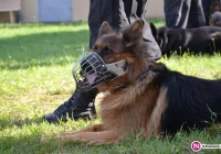Nagana dla policjanta za ucieczkę psa - zdjęcie główne