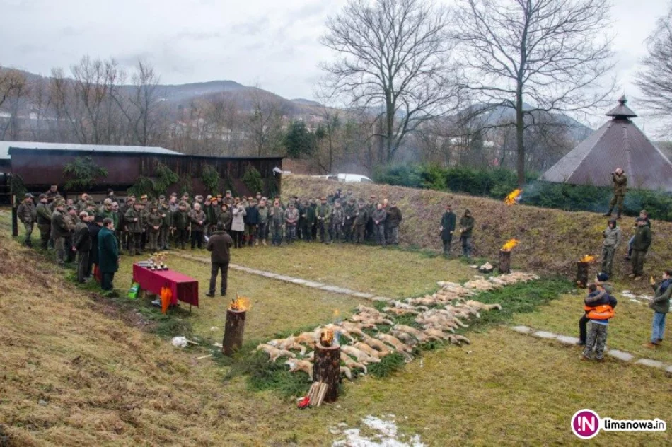 Pierwsze powiatowe polowanie na drapieżniki. Myśliwi pozyskali 48 lisów - zdjęcie 4