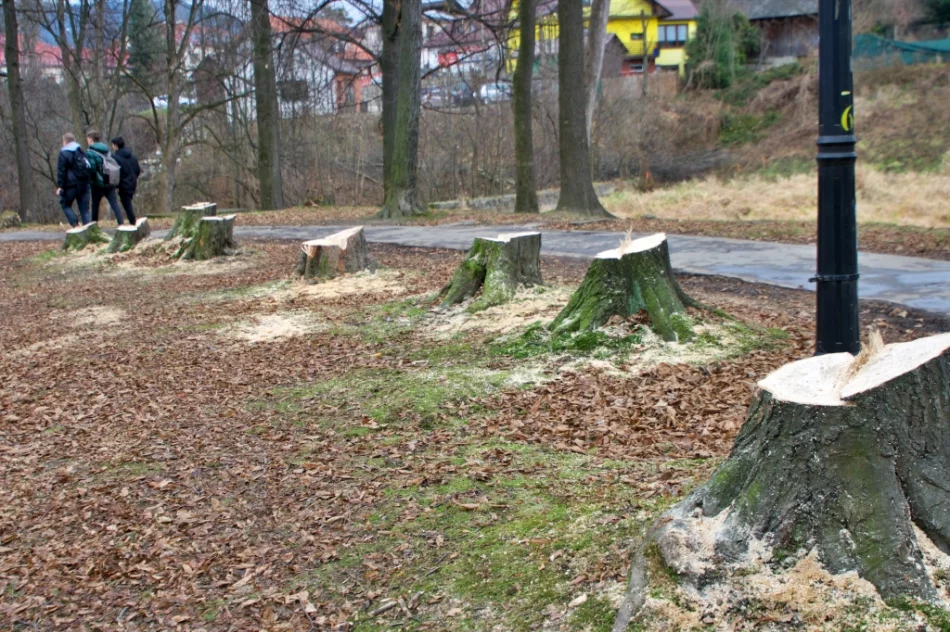 W parku wycięto kilkanaście drzew - zdjęcie 2
