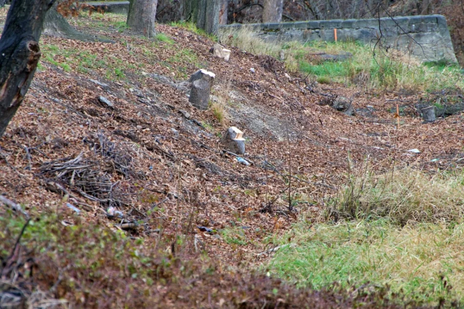 W parku wycięto kilkanaście drzew - zdjęcie 3